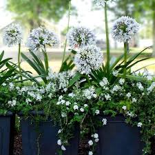Queen Mum Agapanthus