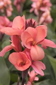 Cannova Mango Canna Lilly
