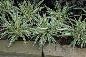 Flax Lilly