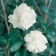Silver Dollar Camellia