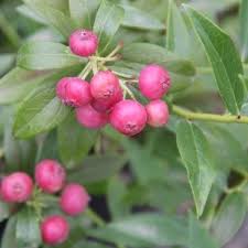 Pink Lemonade Blueberry