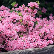 Pink Ruffles Azalea
