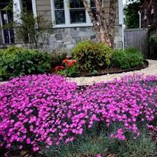 Firewitch Dianthus