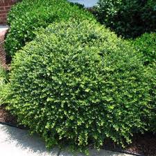 Compacta Holly