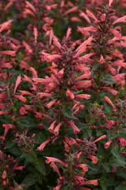 Summerlong Coral Agastache