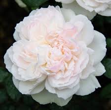 Bolero Rose