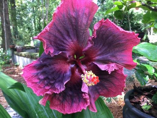 Heart of Darkness Cajun Hibiscus