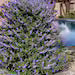 Summertime Blues Vitex