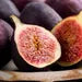 Violette De Bordeaux Fig