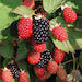 Twilight Blackberry