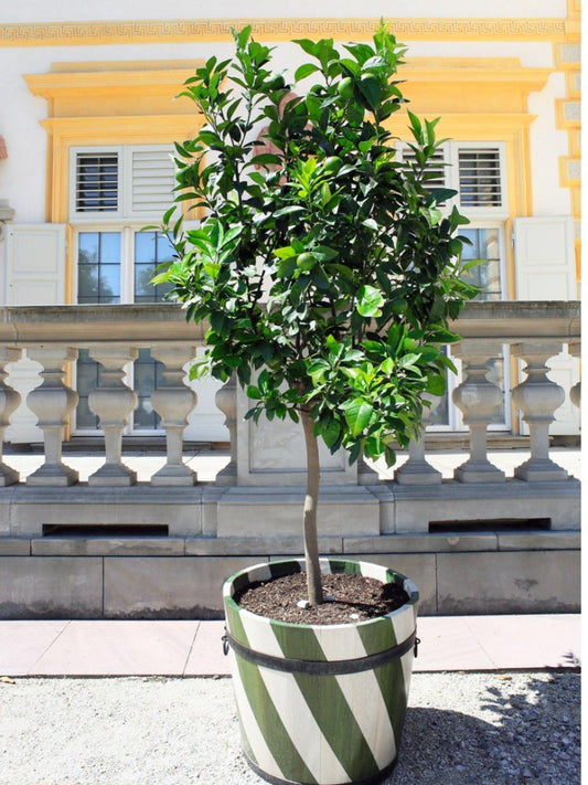 Key Lime Tree 2–3 Ft Tall