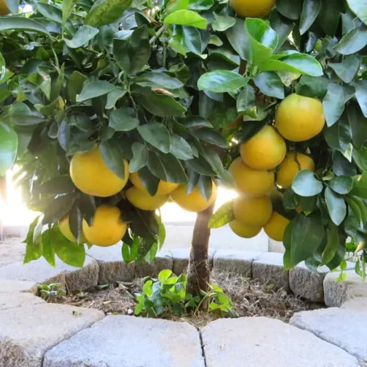 Ruby Red Grapefruit Tree Live Citrus 2–3 ft Tall