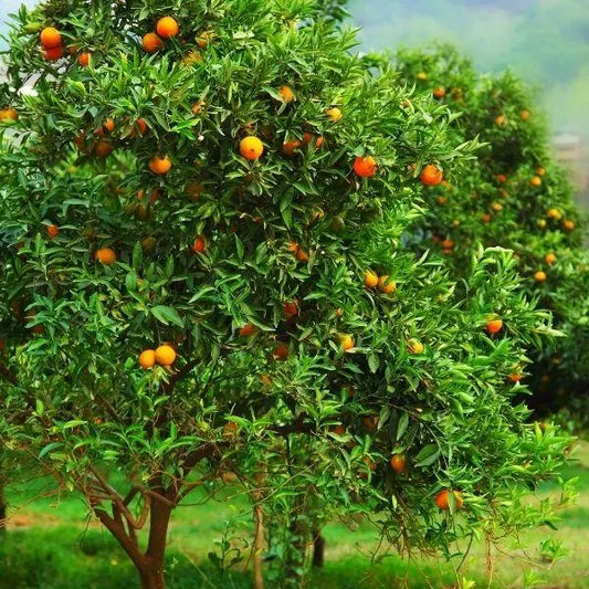 Page Mandarin Tree 2–3 Ft Tall