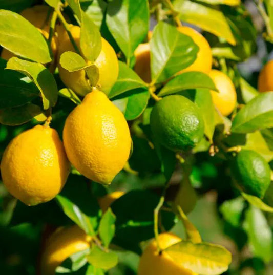 Meyer Lemon & Persian Lime Cocktail Tree