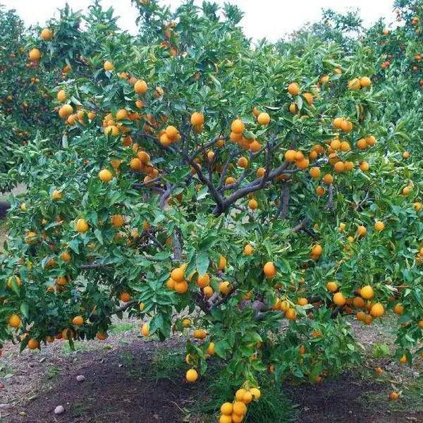 Moro Blood Orange Tree