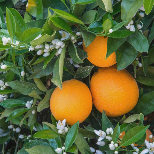 Washington Navel Orange Tree 2–3 Ft Tall