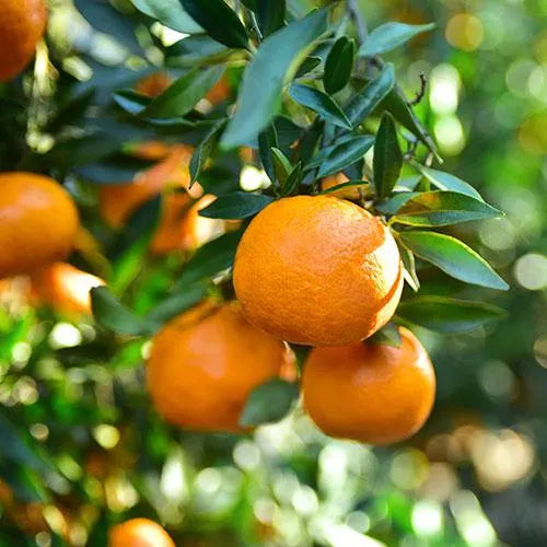 Brown Select Satsuma Tree 2–3 Ft Tall