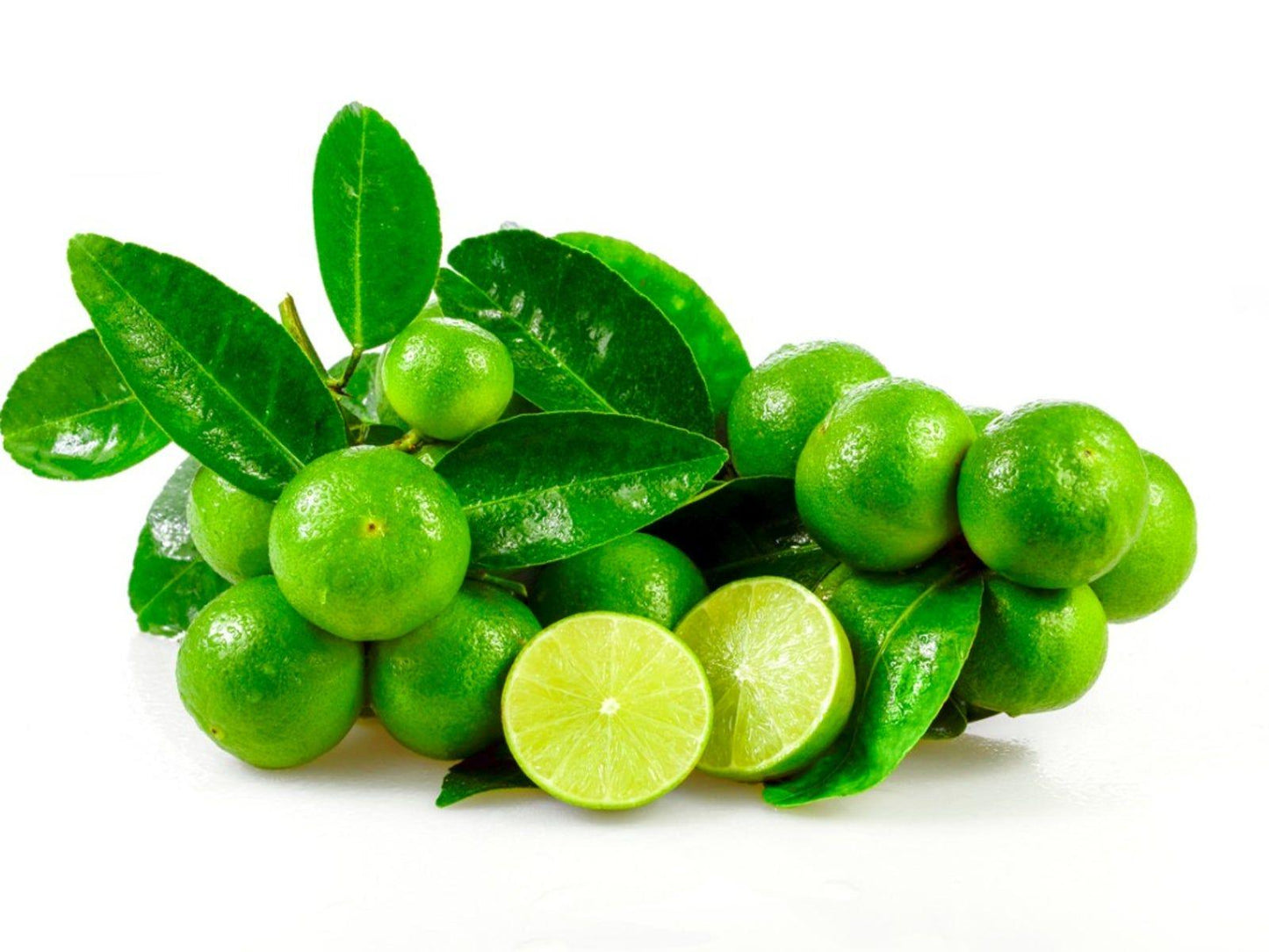 Key Lime Tree 2–3 Ft Tall
