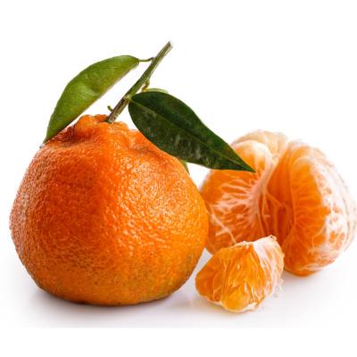 Owari Satsuma Tree 2–3 Ft Tall | Cold Hardy Citrus Tree
