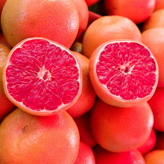 Cara Cara Red Navel Orange Tree 2–3 Ft Tall