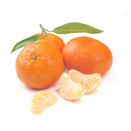 Dancy Tangerine Tree 2–3 Ft Tall