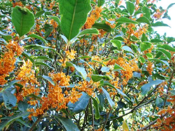 Orange Sweet Olive