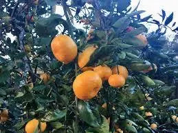 LA Early Satsuma Tree 2–3 Ft Tall