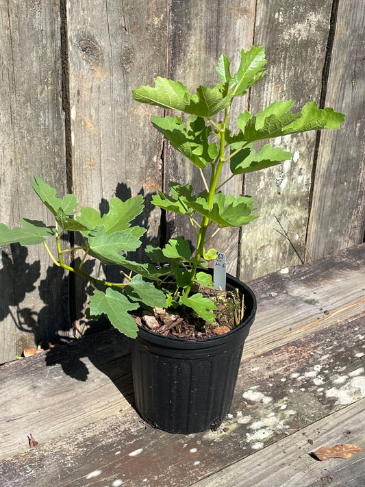 Italian Honey Fig Tree