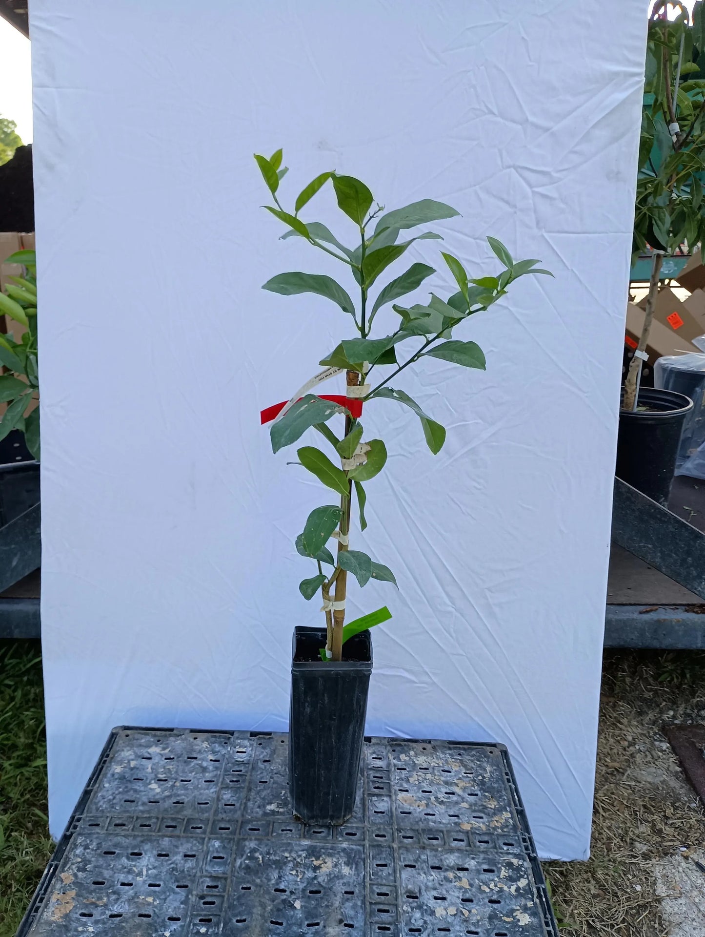 Lisbon Lemon Tree 2–3 Ft Tall