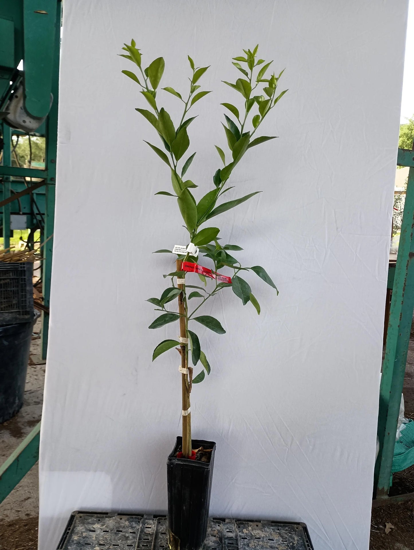 Seto Satsuma Tree 2–3 Ft Tall