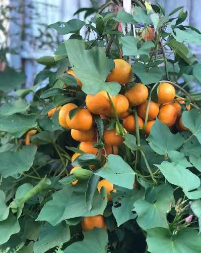 Miho Satsuma Tree 2–3 Ft Tall