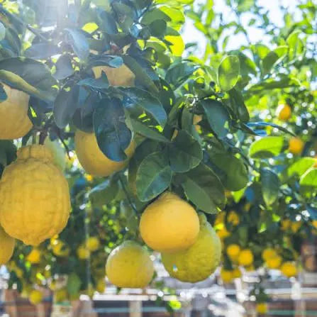 Ponderosa Lemon Tree 2–3 Ft Tall