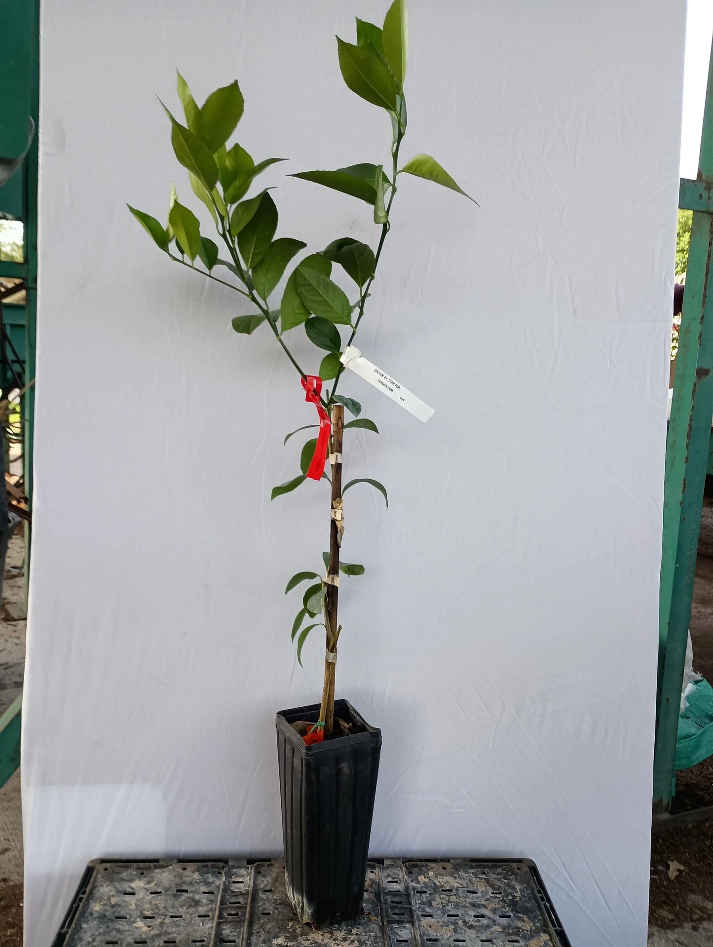 Meyer Lemon Tree 2-3 Ft