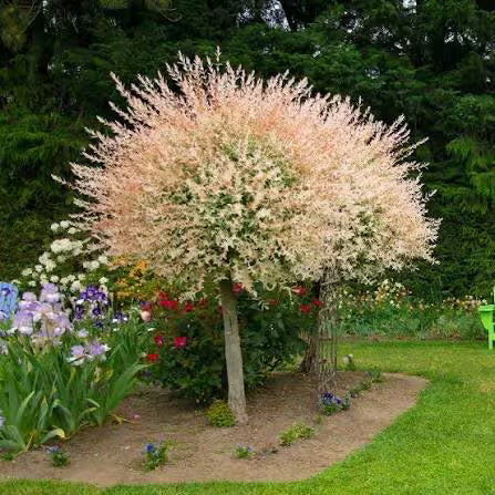 Variegated Dappled Willow Tree
