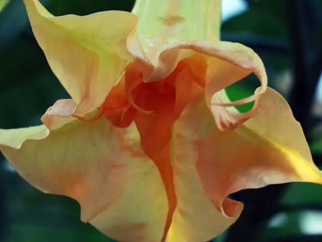 Petite Citron Angel Trumpet