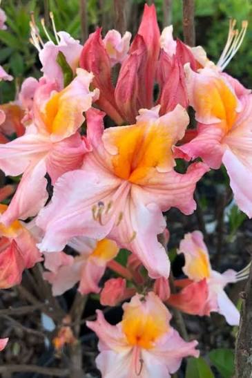 Pink Carousel Native Azalea