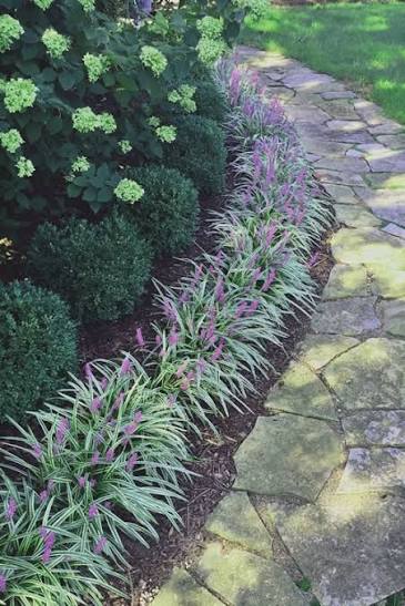 Variegated Liriope, photo 2