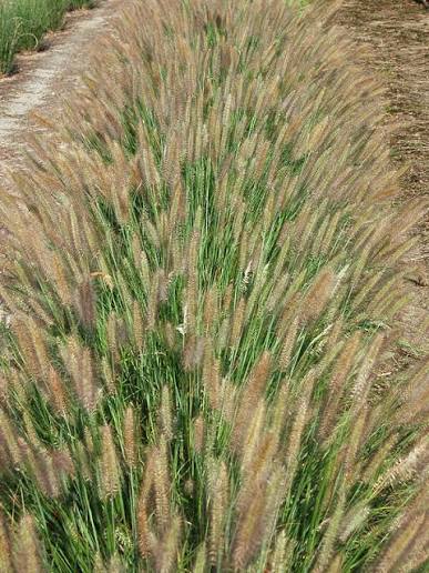Jambalaya Grass