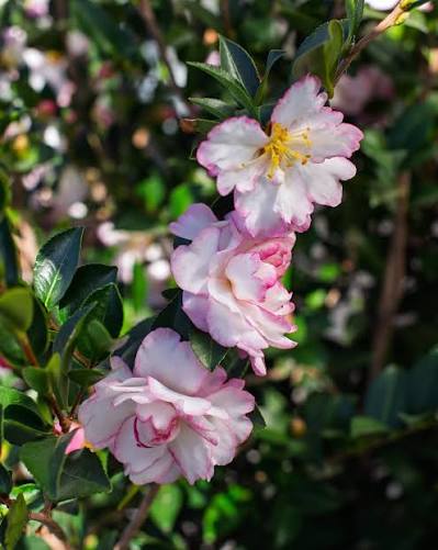 Moon Shadow Camellia