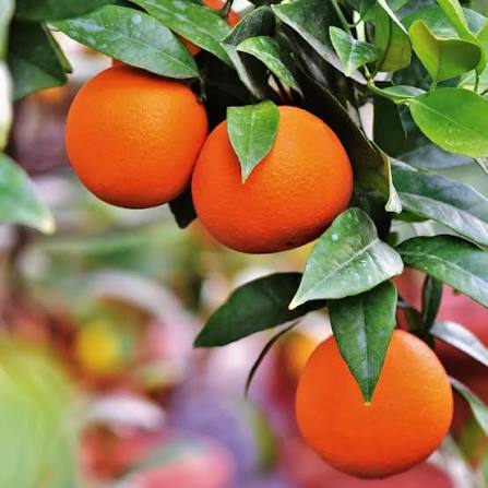 Valencia Orange