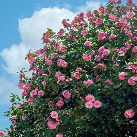 Susy Dirr Camellia, photo 2