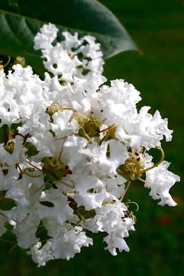 Diamond Dazzle Dwarf Crape Myrtle