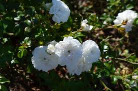 White Drift Rose