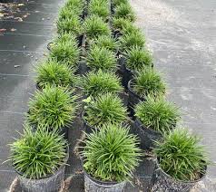 Dwarf Mondo Grass