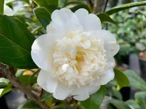 Man Size Camellia