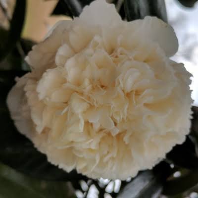 Sarah Lee Cannon Camellia