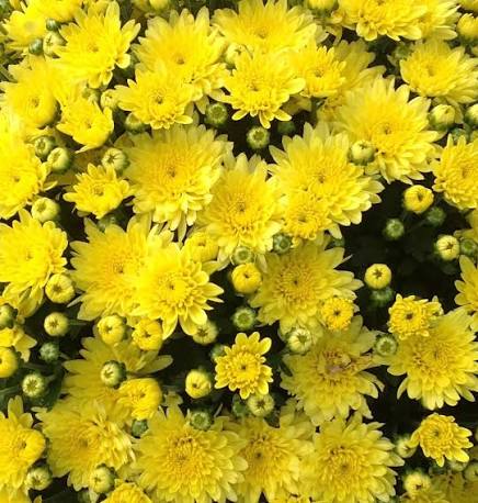 Yellow Mum