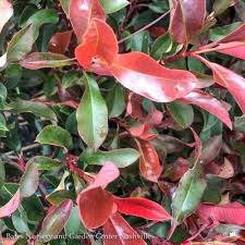 Dynamo Red Tip Photinia Tree