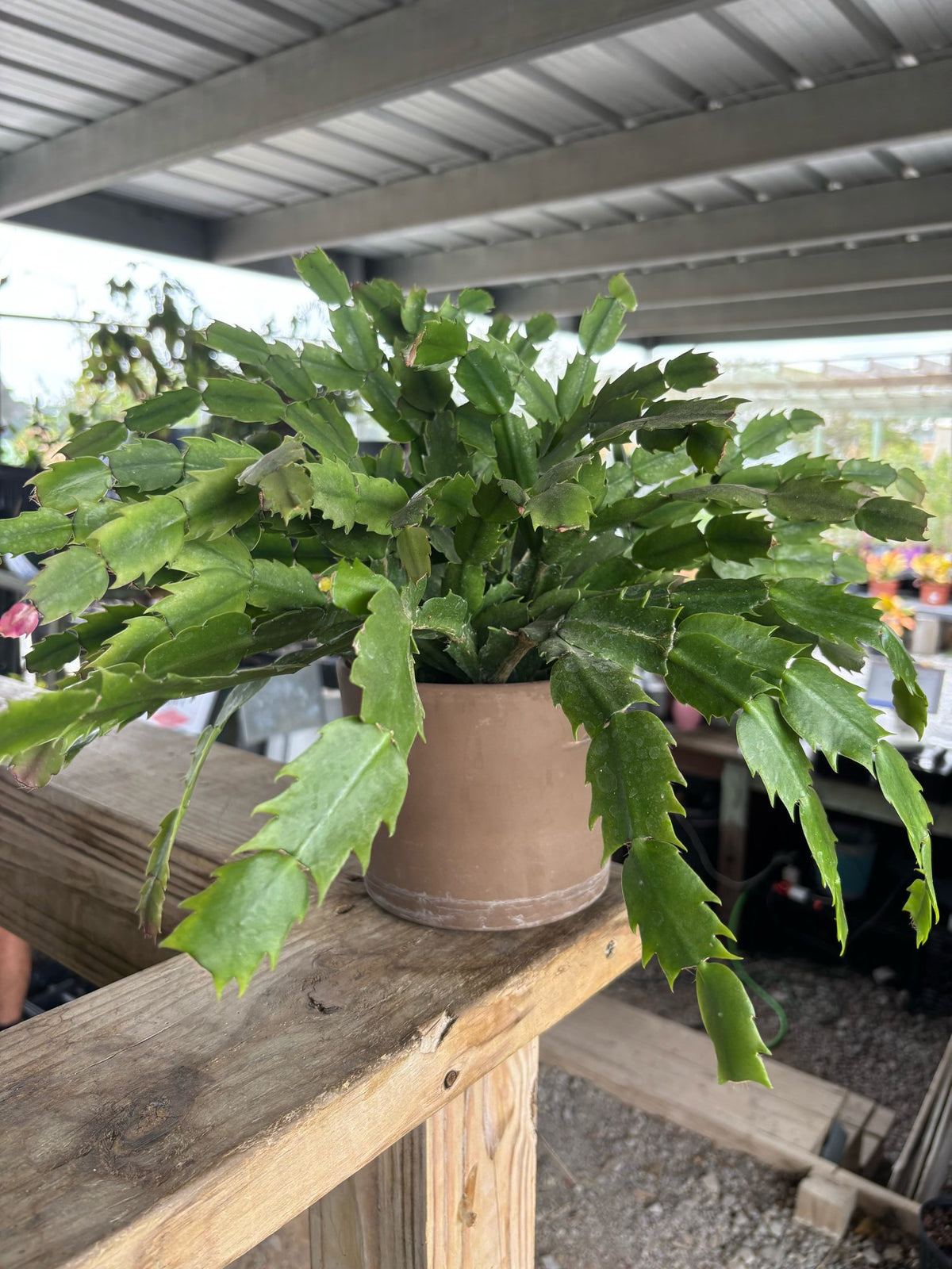 Large orange Christmas cactus in a terracotta clay pot