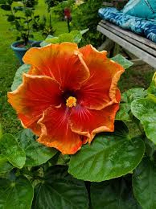 Creole Fire Cajun Hibiscus